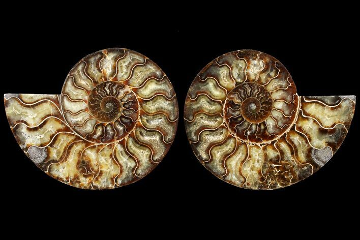 Agatized Ammonite Fossil - Madagascar #121472